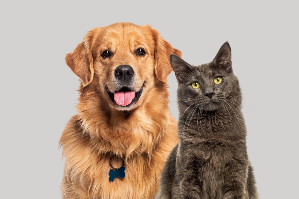 gato e cachorro